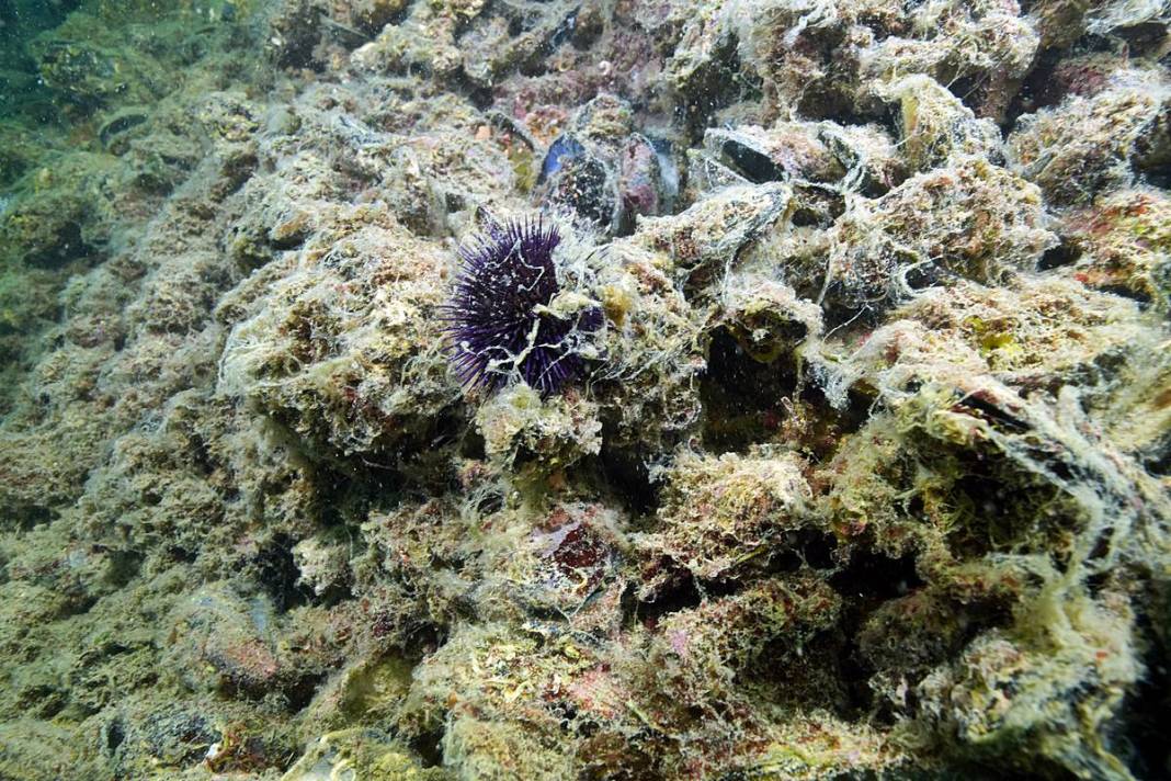 Marmara'da depremden sonra en büyük felaket sinsi sinsi gerçekleşiyor! Hiç kimse farkında değil, böyle görüntülendi 1